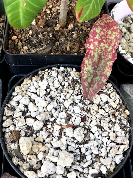 Euphorbia khandallensis 