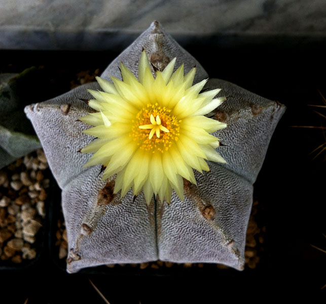 Astrophytum myriostigma 