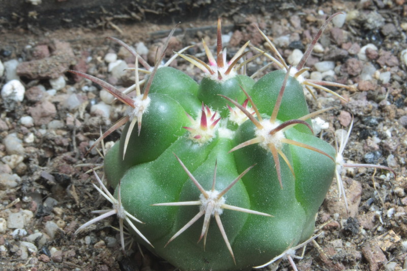 Ferocactus viridescens 