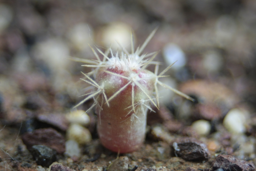 ferocactus viridescens ssp. littoralis 