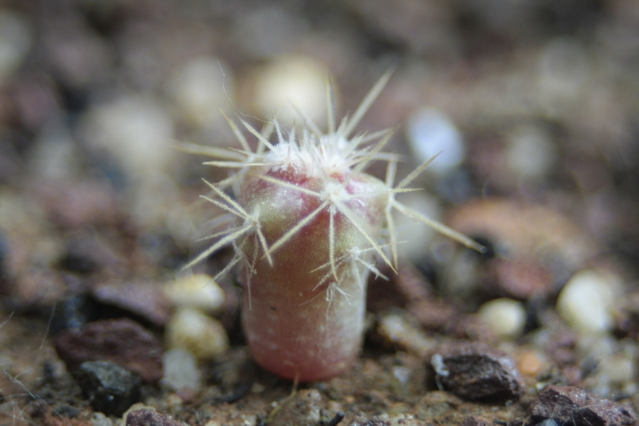 Ferocactus viridescens ssp. littoralis 