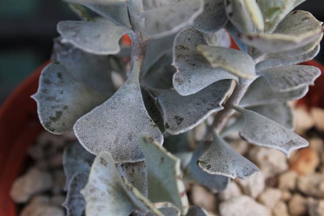 Kalanchoe rhombopilosa 