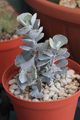 Kalanchoe rhombopilosa 