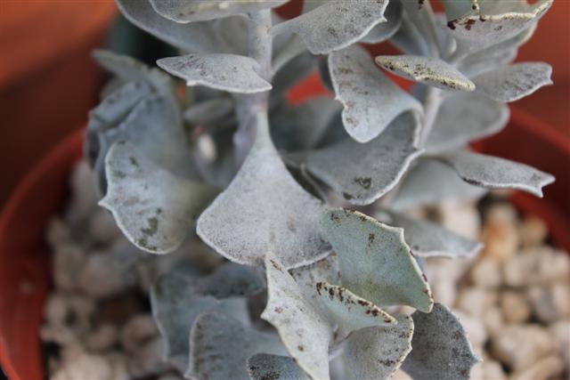 Kalanchoe rhombopilosa 