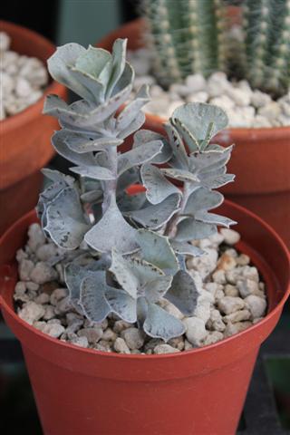 kalanchoe rhombopilosa