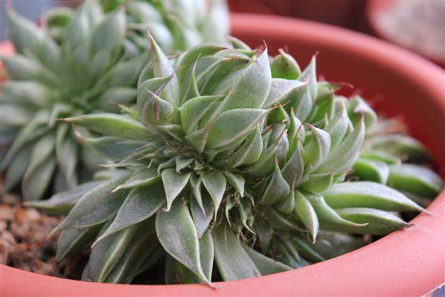 Graptoveria cv. Silver Star f. cristata 