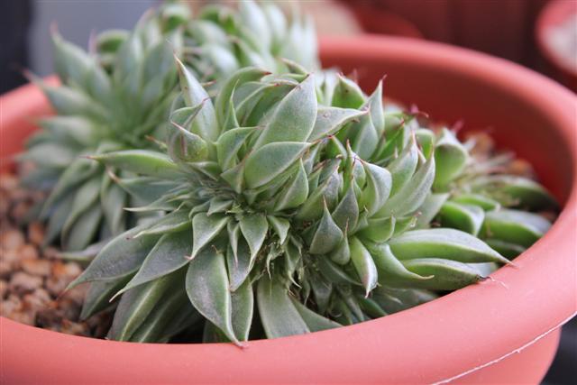 Graptoveria cv. silver star f. cristata 