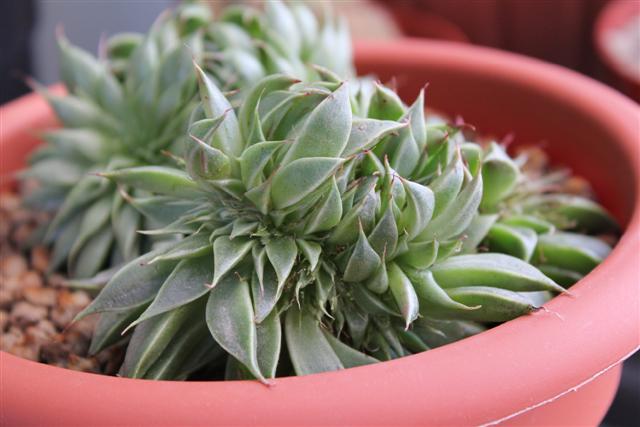 Graptoveria cv. Silver Star f. cristata 