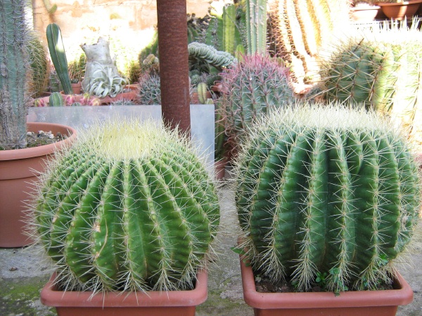 Echinocactus grusonii cv. Scarascia 