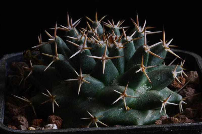 Mammillaria peninsularis SB 1604