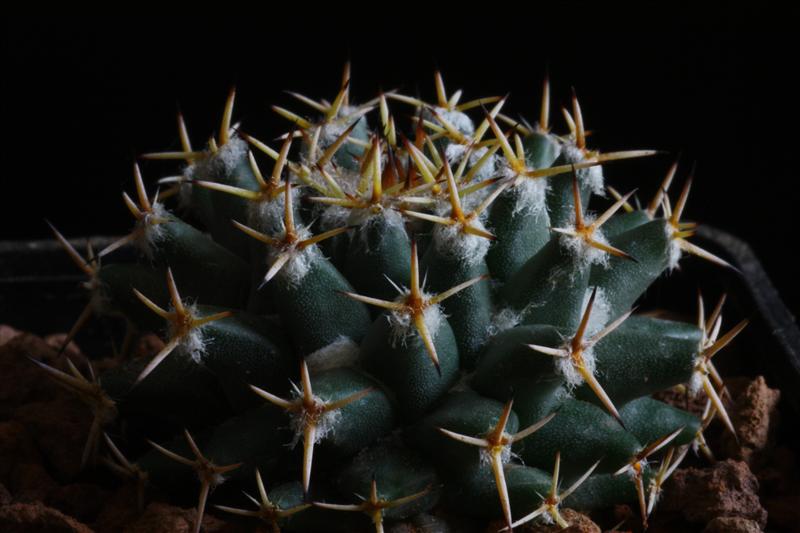 Mammillaria eumorpha REPP 2264