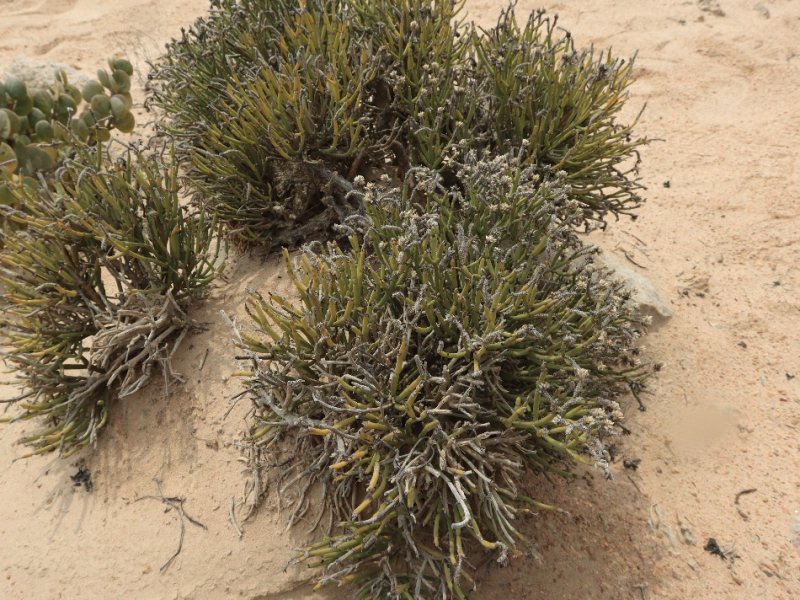 Arthraerua leubnitziae 