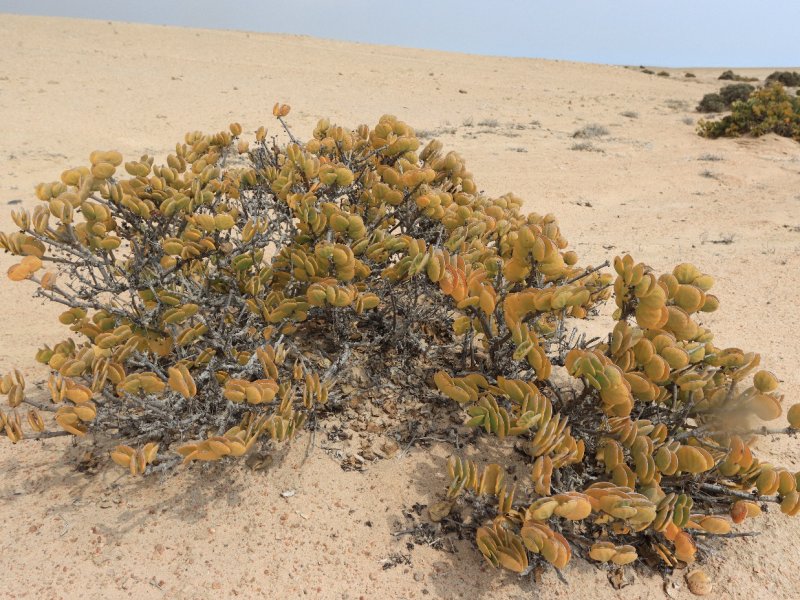 Zygophyllum stapffii 