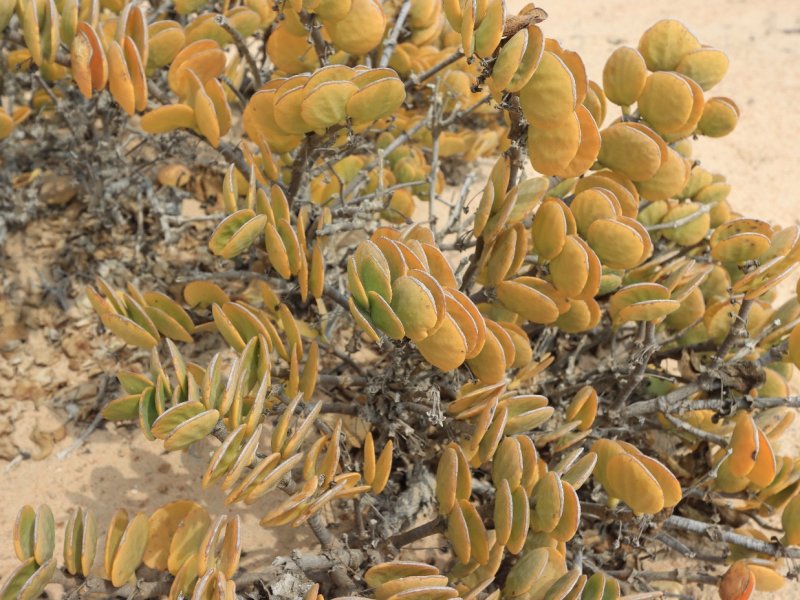 Zygophyllum stapffii 