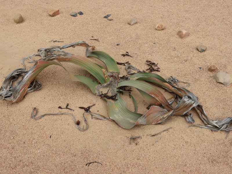 Welwitschia mirabilis 