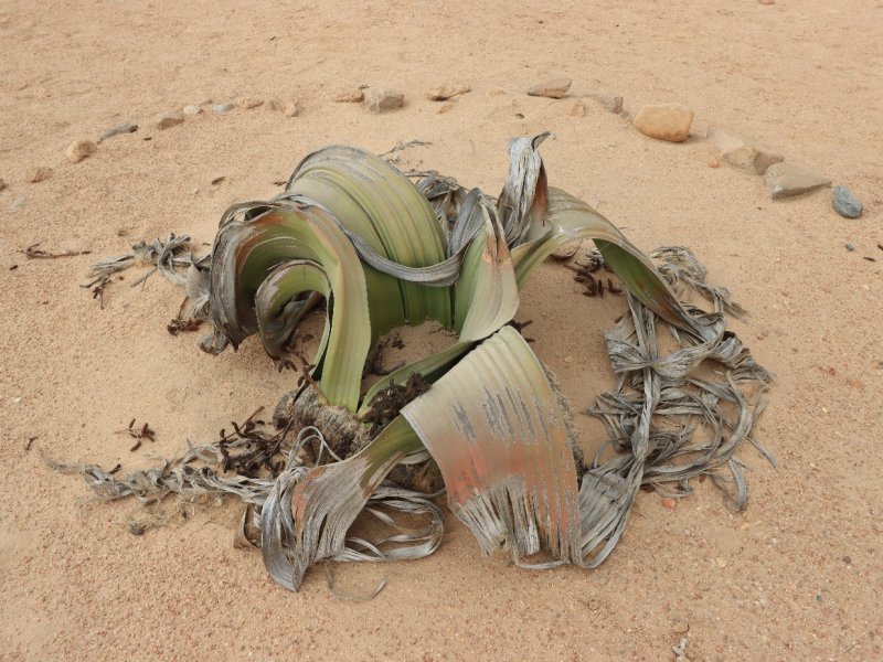 Welwitschia mirabilis 