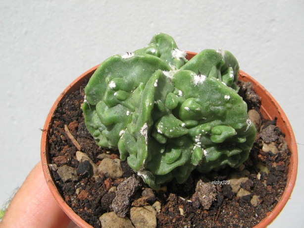 astrophytum myriostigma cv. hannya fukuryu