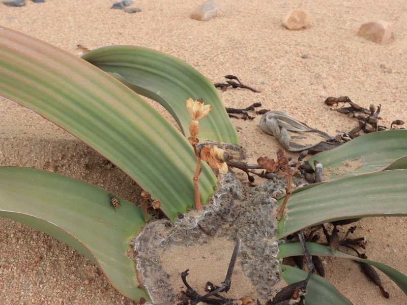 Welwitschia mirabilis 