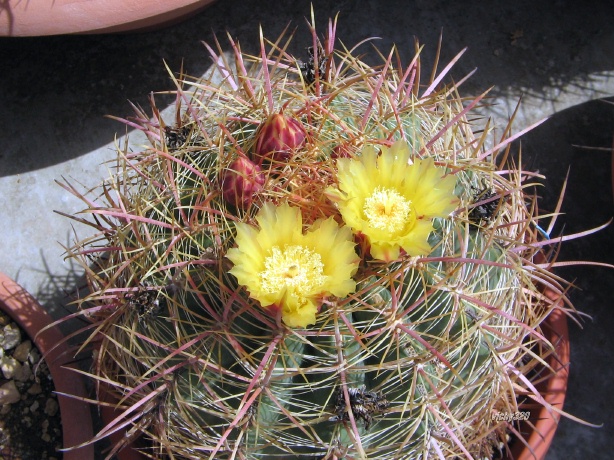 Ferocactus cylindraceus 