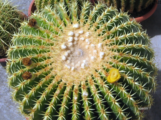 echinocactus grusonii cv. intermedius