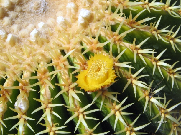 Echinocactus grusonii cv. intermedius 
