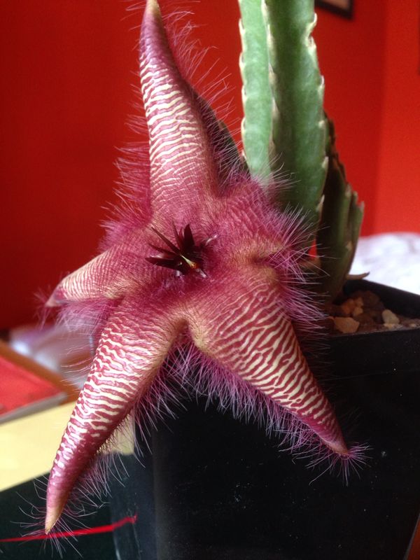 Stapelia hirsuta 