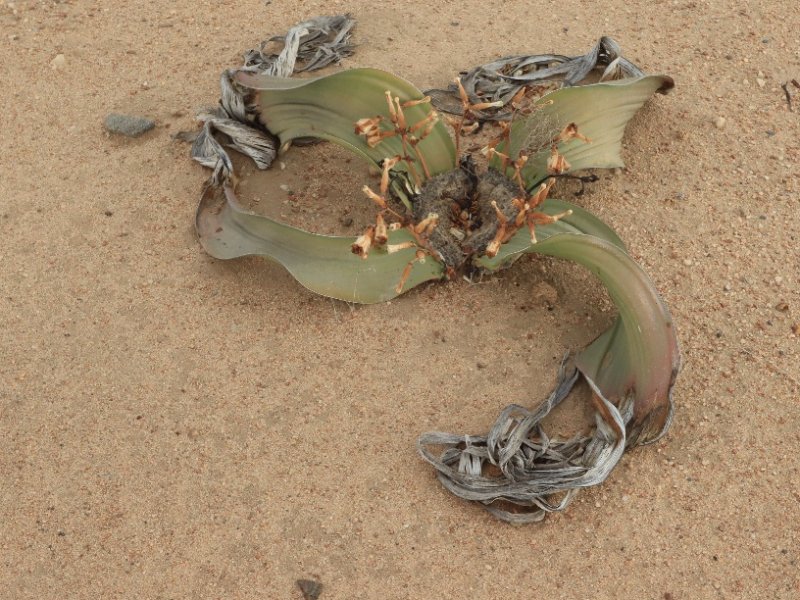 Welwitschia mirabilis 