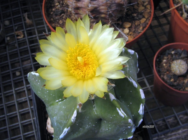 Astrophytum myriostigma cv. wipler 