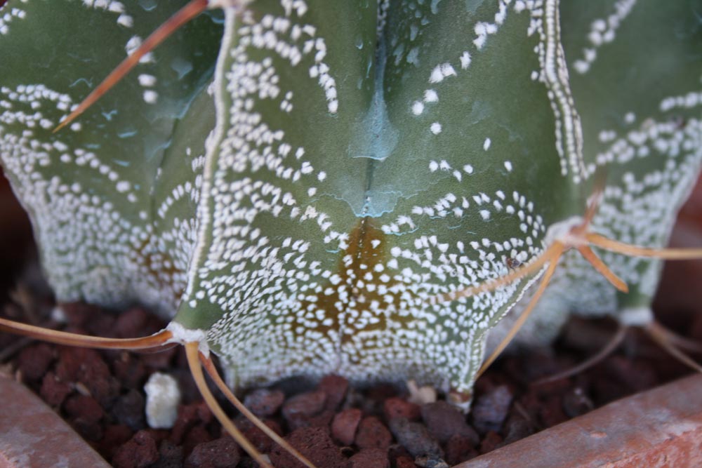  astrophytum ornatum 