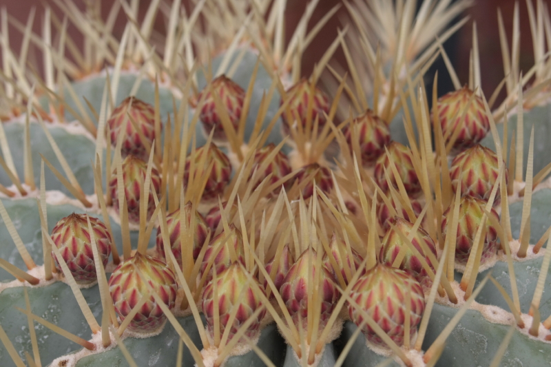 Ferocactus glaucescens 