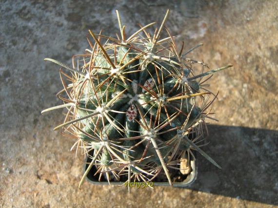 Ferocactus fordii ssp. borealis 