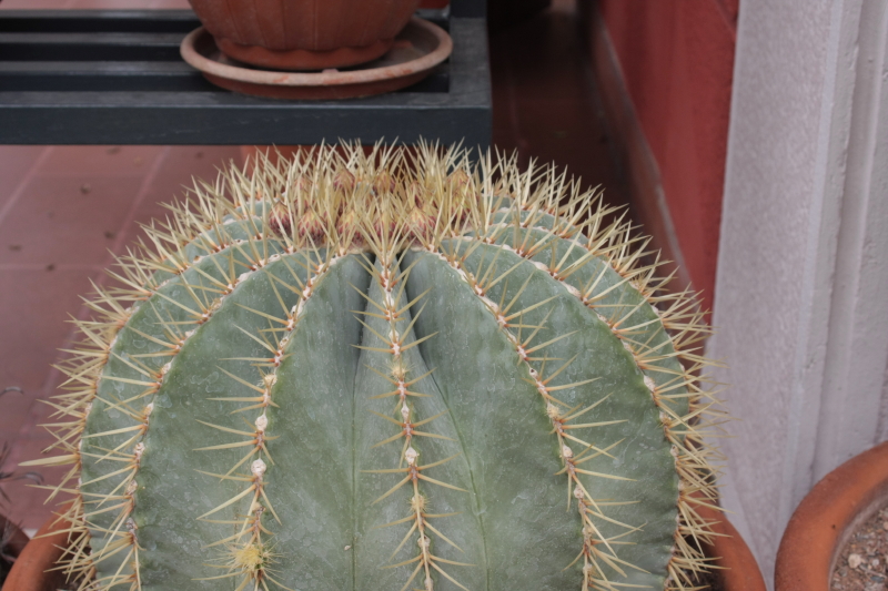 Ferocactus glaucescens 