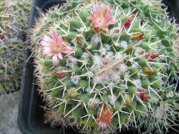 Mammillaria bernalensis 