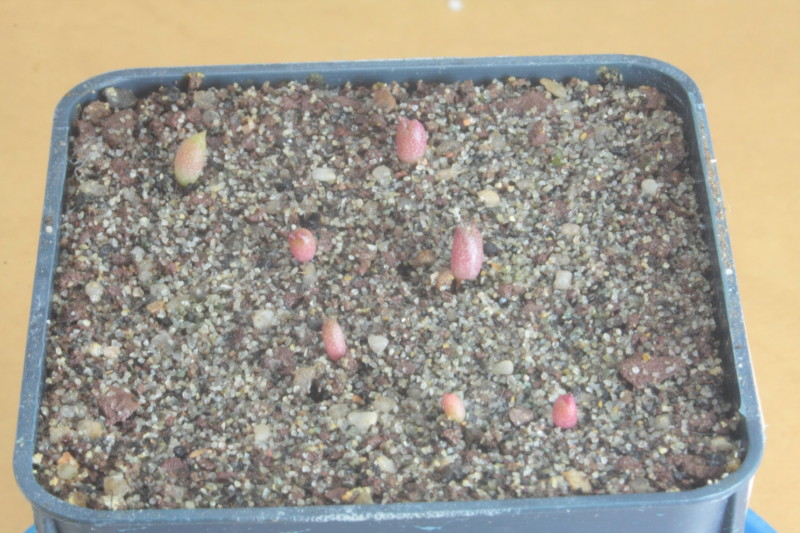 ferocactus pilosus