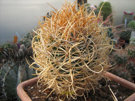 Ferocactus chrysacanthus 