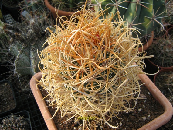 Ferocactus chrysacanthus 