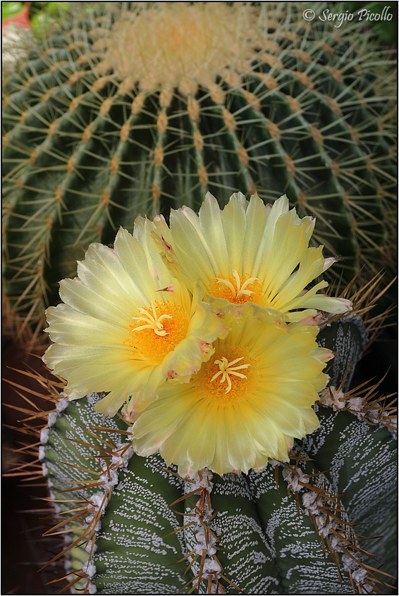 Astrophytum ornatum 