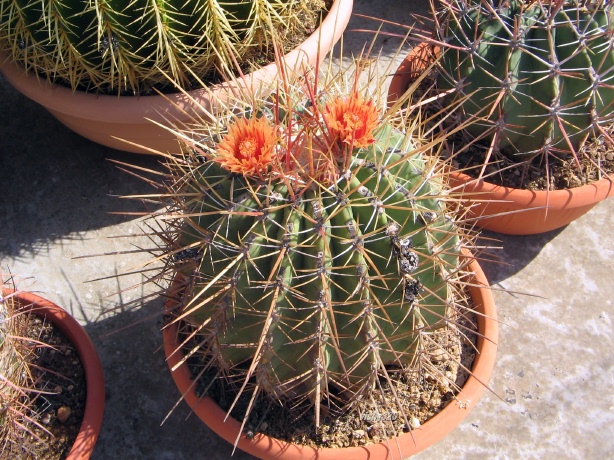 Ferocactus rectispinus 