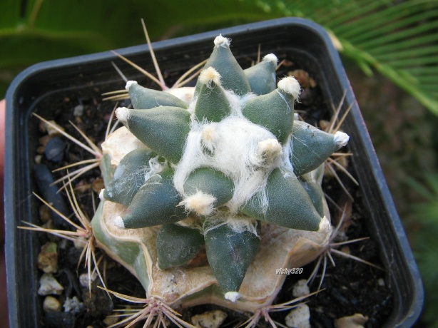 Ariocarpus retusus 