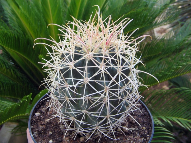 Ferocactus cylindraceus v. albispinus 