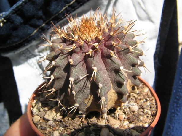 uebelmannia buiningii