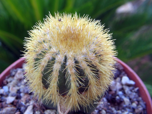 Uebelmannia pectinifera ssp. eriocactoides 