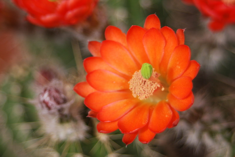 Echinocereus salm-dyckianus 