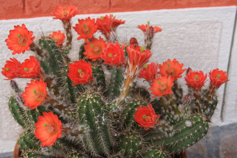 echinocereus salm-dyckianus 