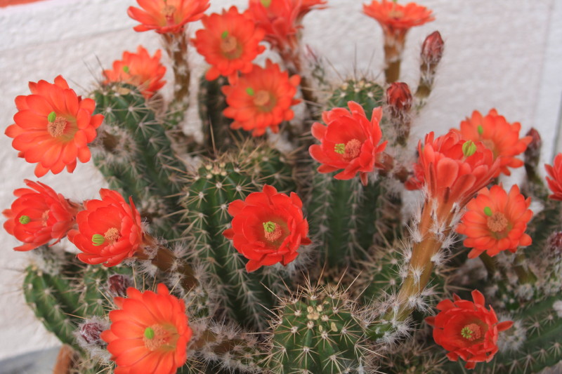 Echinocereus salm-dyckianus 