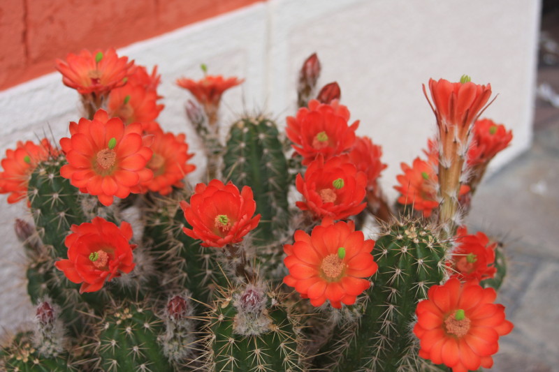 Echinocereus salm-dyckianus 