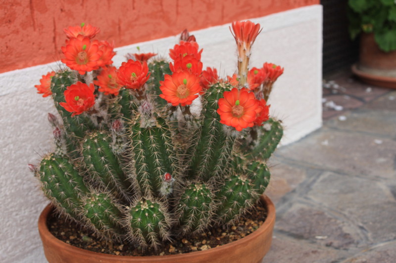 Echinocereus salm-dyckianus 