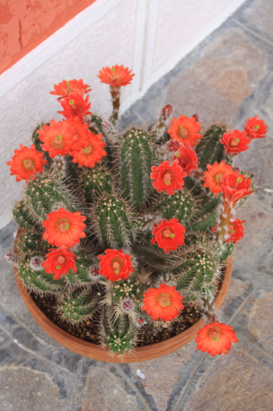 Echinocereus salm-dyckianus 