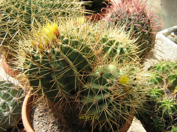 Ferocactus reppenhagenii 