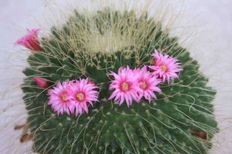 mammillaria  